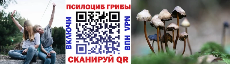 Галлюциногенные грибы Cubensis  OMG   Гурьевск  где купить наркотик 